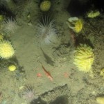 MDR inverst/deepwater sponges