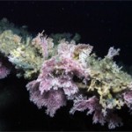 Pink Stylaster corals