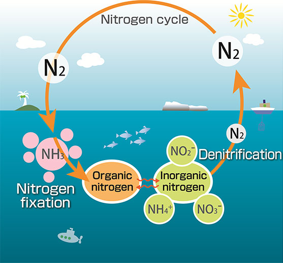 nitrogen fixation cycle